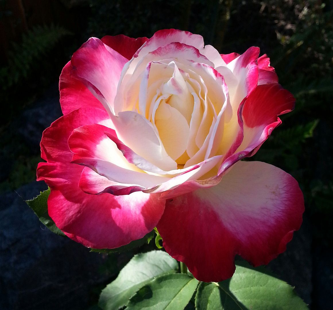  photo 20140826_152310-1_zps21w2zcnv.jpg